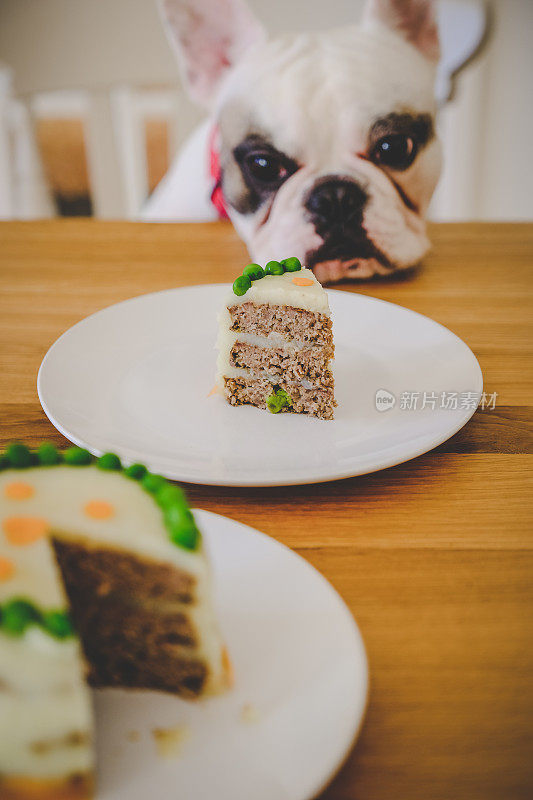 法国斗牛犬配自制生日蛋糕