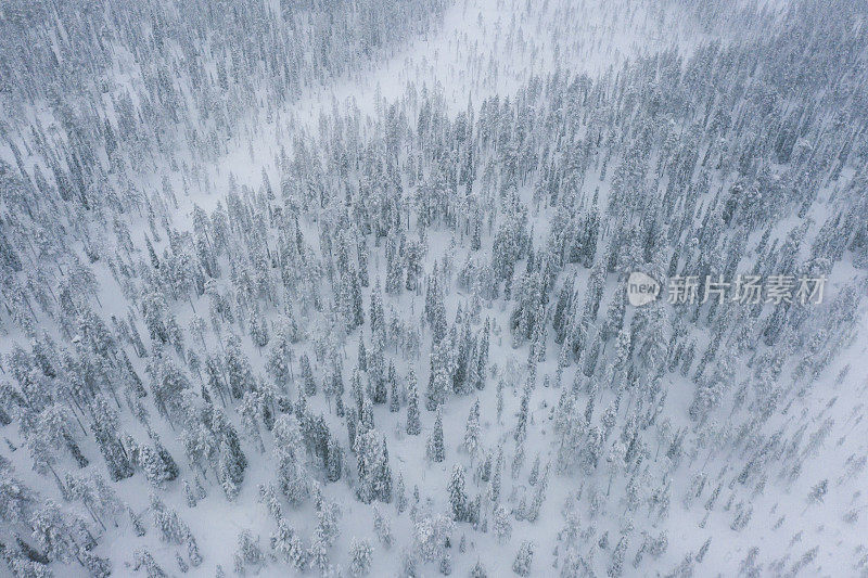 鸟瞰图a在雪覆盖的森林在芬兰