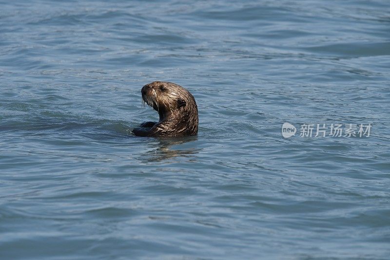 海獭的头