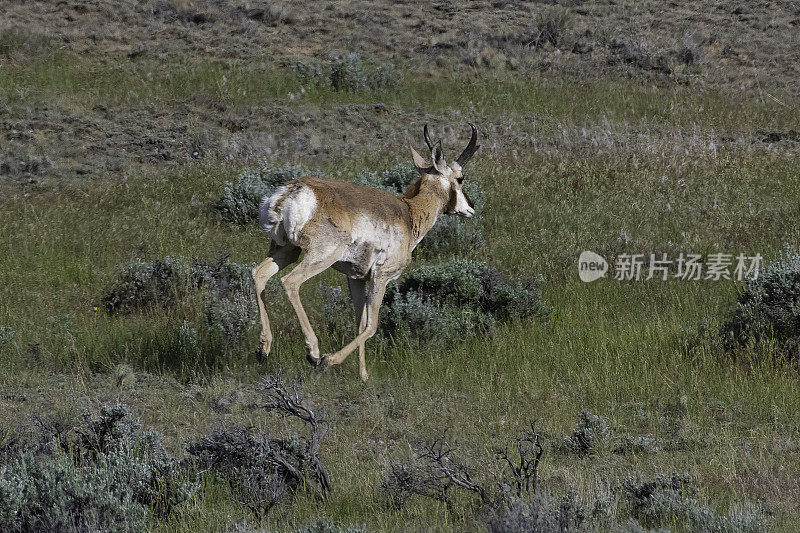 羚羊在怀俄明州的高山沙漠中奔跑