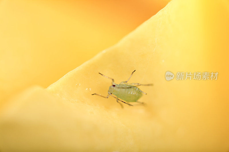 黄色玫瑰花盛开近距离美丽的自然蚜虫