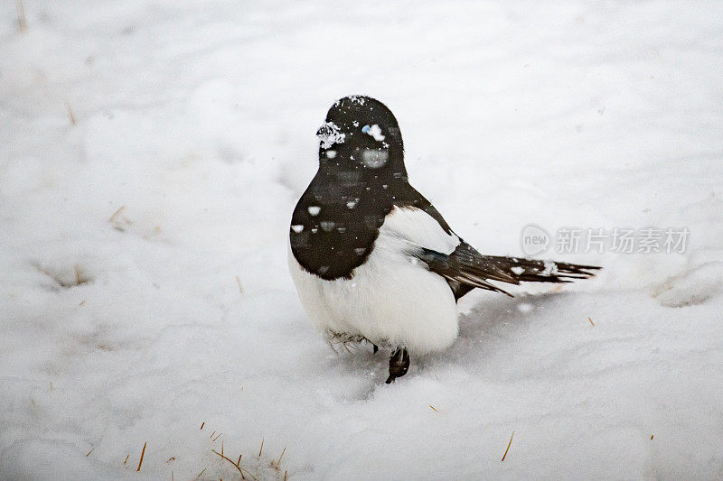 黑嘴喜鹊在雪地上吃东西