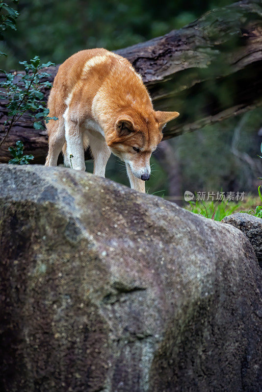 野狗(犬狼疮野狗)