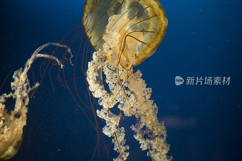 太平洋海荨麻