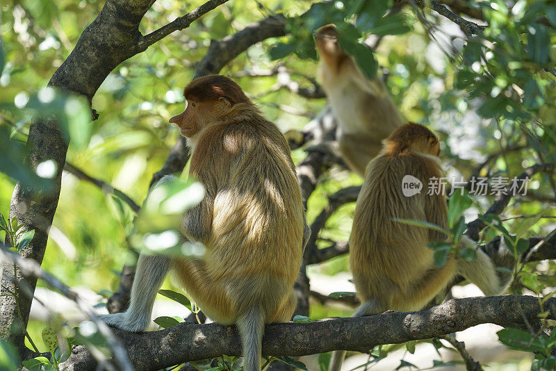 马来西亚婆罗洲自然环境中长鼻猴的后视图