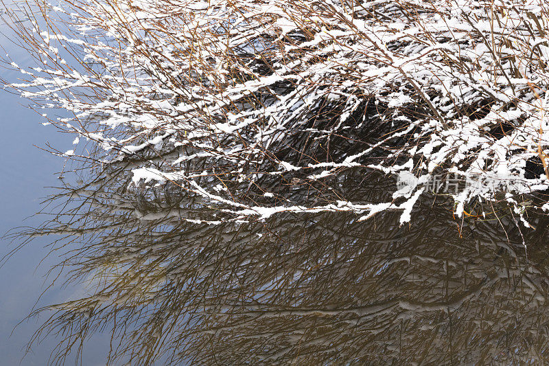 冬天，冰雪覆盖的沼泽和湖岸的水草