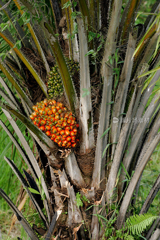 用于榨油的油棕榈种植园