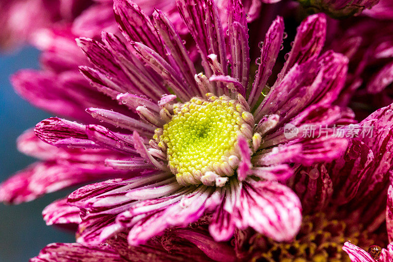 特写的新鲜的粉红色菊花盛开