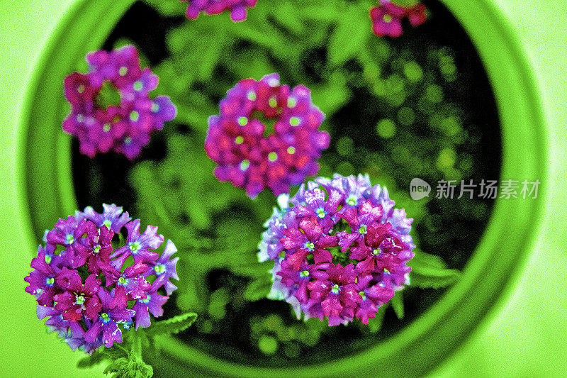 紫色的花与绿色抽象的背景