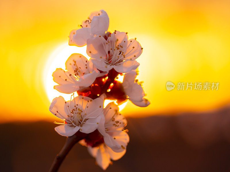 夕阳落在杏花后