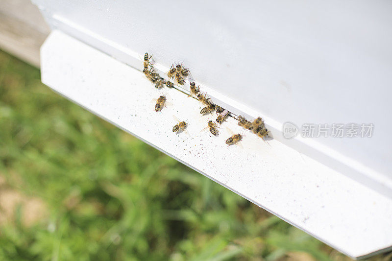 蜜蜂在蜂巢里飞来飞去