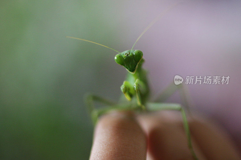 亮绿色的螳螂被放在一个不认识的人的拇指和食指上，三角形的头，凸出的复眼，触角和扩大的前腿，集中在前景