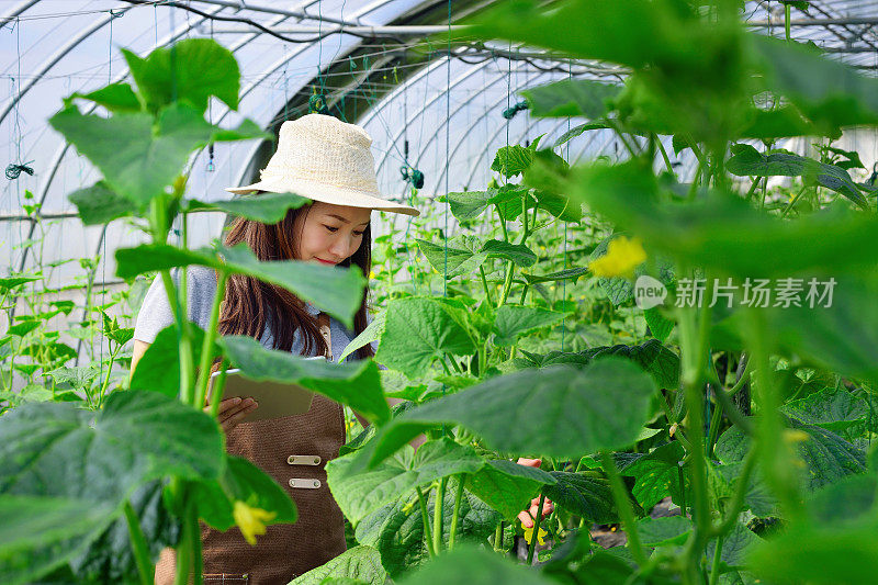 青年科学家在温室研究蔬菜