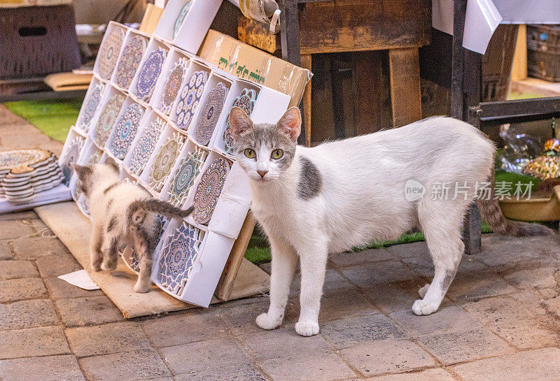 摩洛哥马拉喀什集市上的混血猫