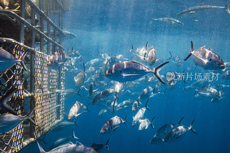 在清澈的蓝色海水中，一大群银杰克大眼鲹鱼聚集在鲨鱼潜水笼周围
