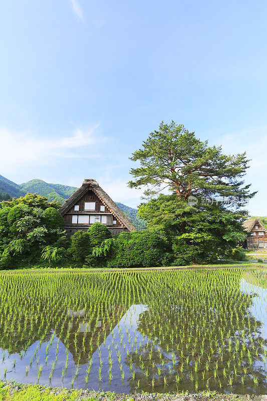 初夏，日本，岐阜县，小野郡，白川，岐阜县(村)