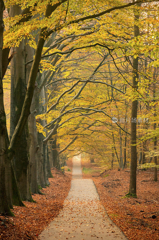 在一个美丽的雾蒙蒙的秋日里，小路穿过雾蒙蒙的森林