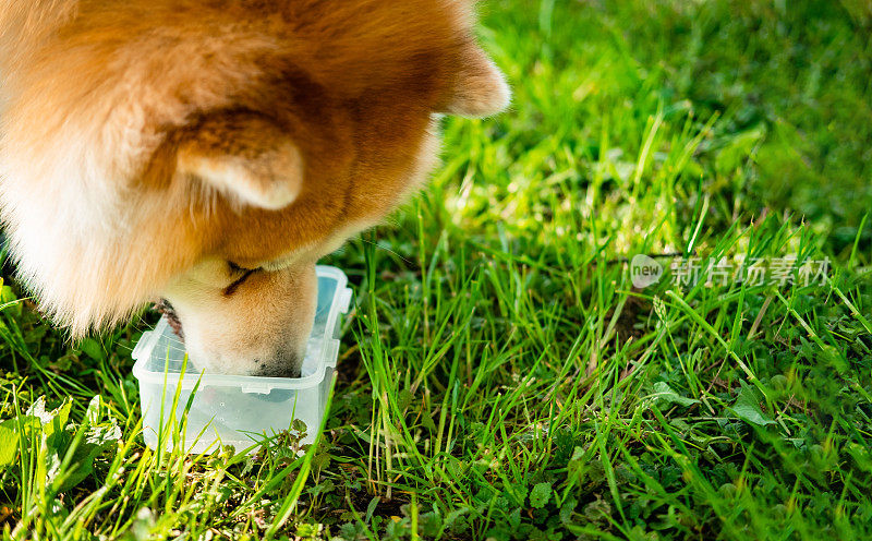 这只狗从一个塑料容器里喝水。