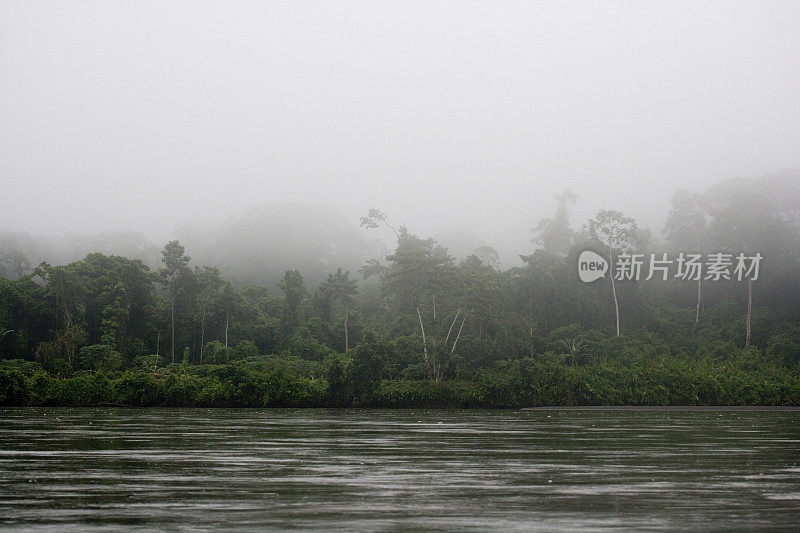 厄瓜多尔亚马逊河上游雨林中的树木