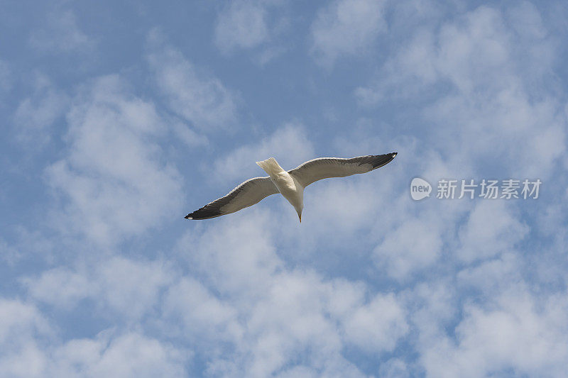 海鸥鸟在蓝天白云中独自飞翔。