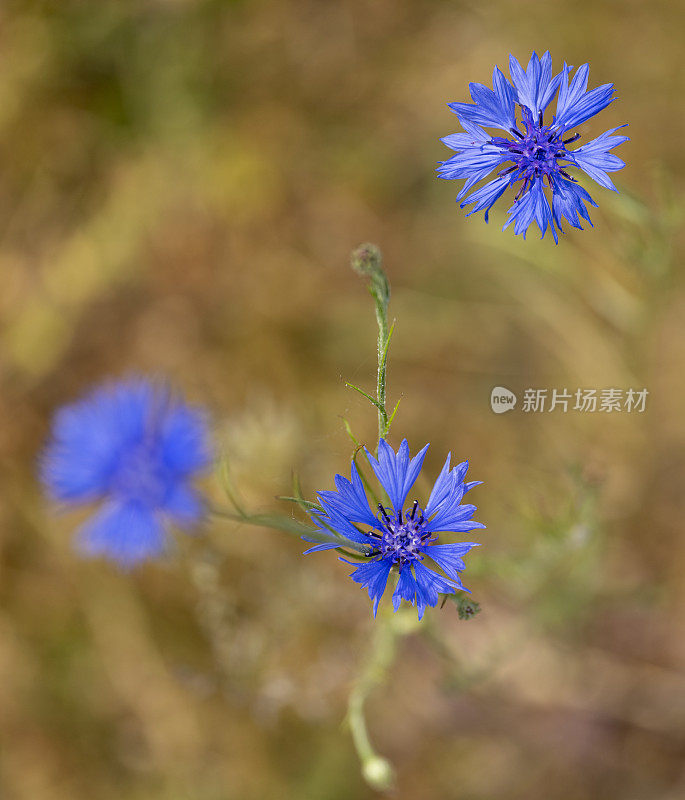 英国乡村花园里的矢车菊