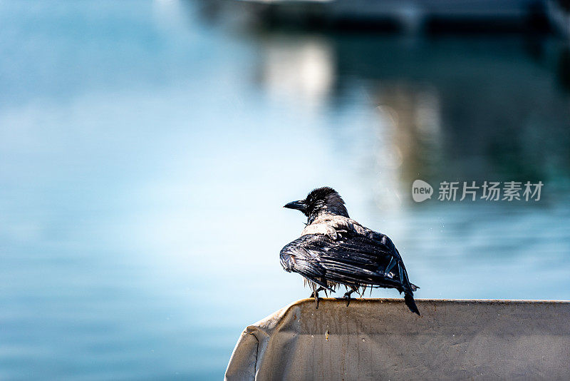 湿乌鸦日光浴