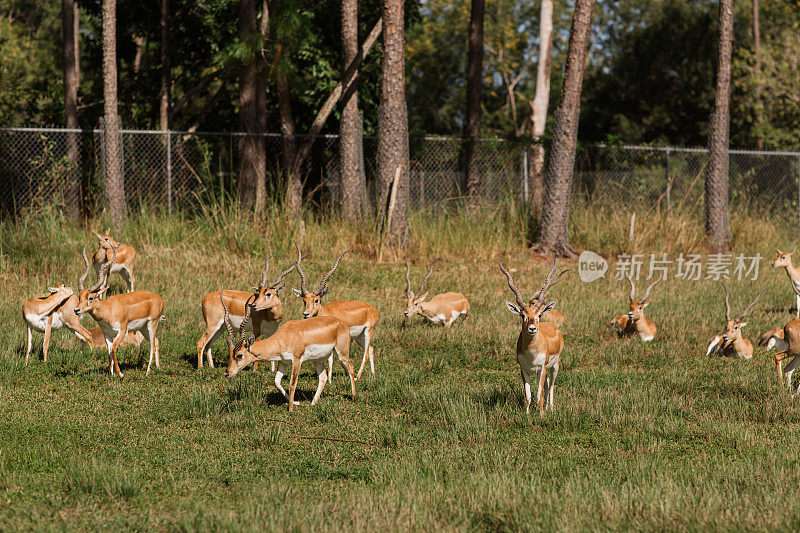 2023年秋天，南佛罗里达的野生动物园里，一大群黑斑羚在草地上皱着眉头