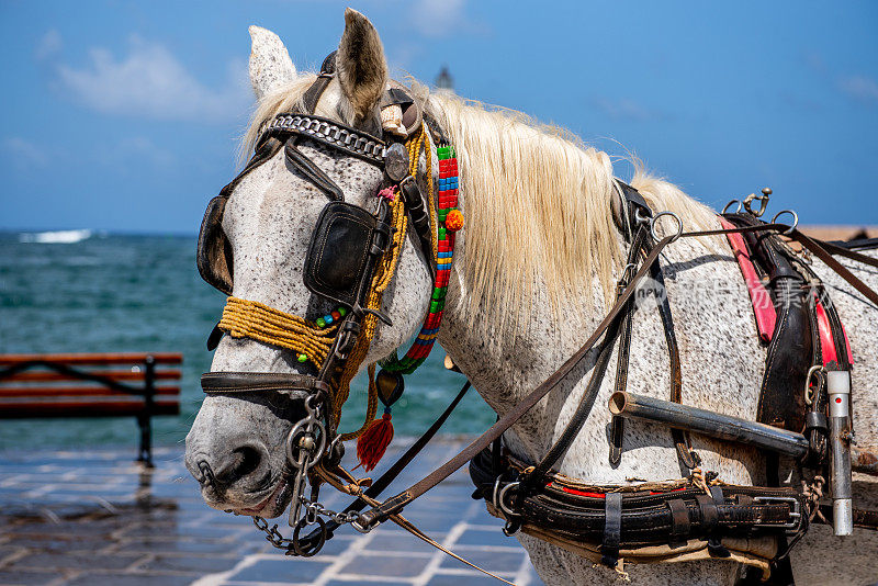 在希腊城市哈尼亚的港口为游客画的马的画像