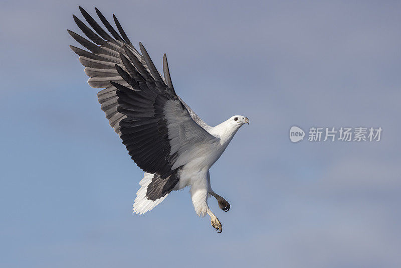 白腹海鹰，塔斯曼海，塔斯马尼亚，澳大利亚