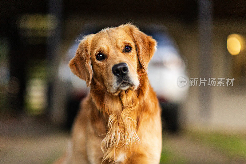 金毛猎犬宠物的肖像与温暖的午后光线。