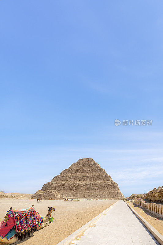 骆驼在阶梯金字塔的Djoser，萨卡拉，埃及