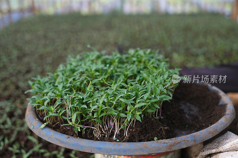 一群红辣椒幼苗，准备播种