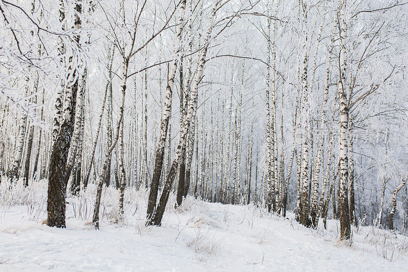 桦树树。冬季森林。雪