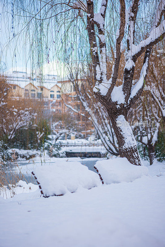 纯白色的背景上，杉树树枝上覆盖着厚厚的积雪