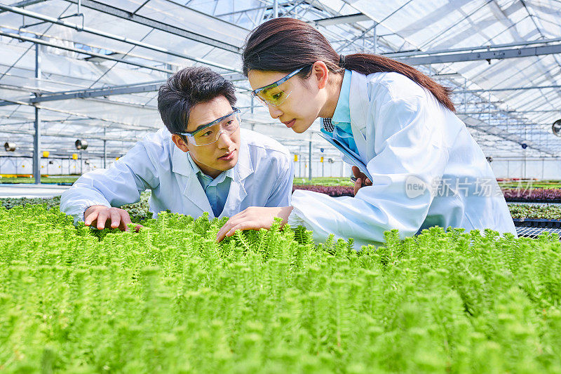 两位亚洲青年研究员正在检查植物