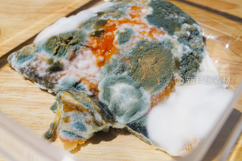 浪费食物。腐烂的鲑鱼被留在塑料容器里的霉菌覆盖，特写。