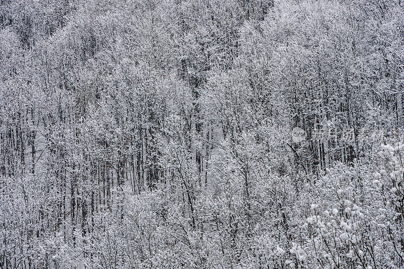 冬天的森林被雪覆盖着