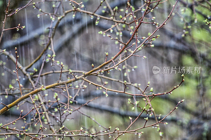 早春雨淋的海棠树叶和花蕾