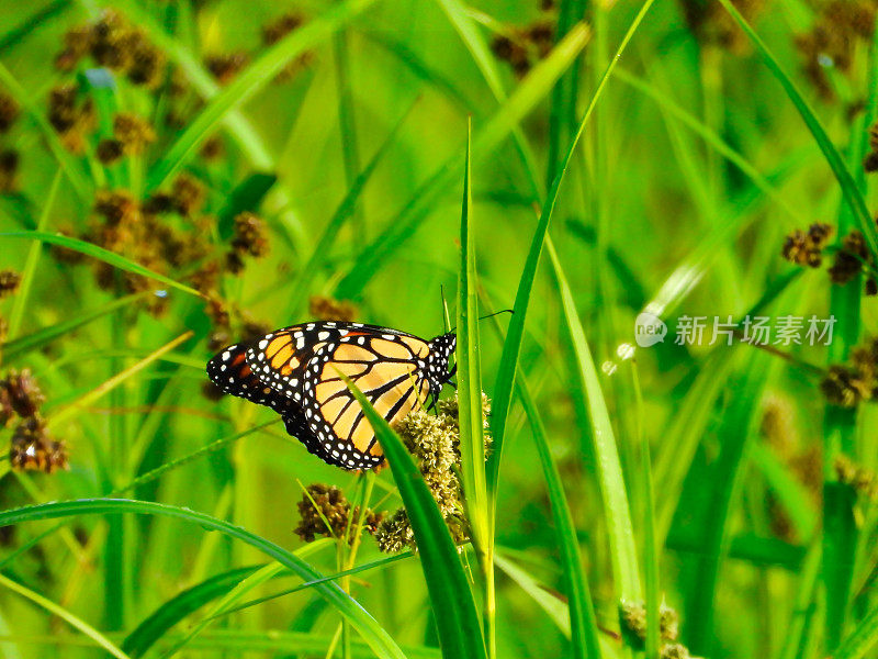 日出时，黑脉金斑蝶在长满水珠的草叶间的野花上展露翅膀的下侧