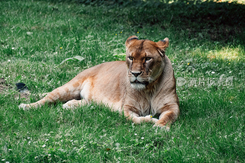 躺在草地上的警觉的雌狮，体现了宁静而专注的野性精神