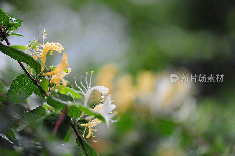 雨露下的植物