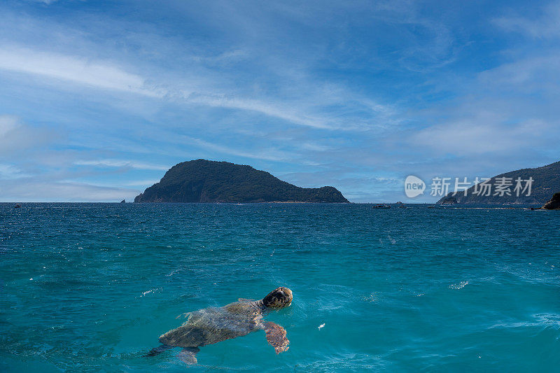 在以红海龟而闻名的laganas海湾的Marathonisi也被称为海龟岛，发现了游泳的红海龟