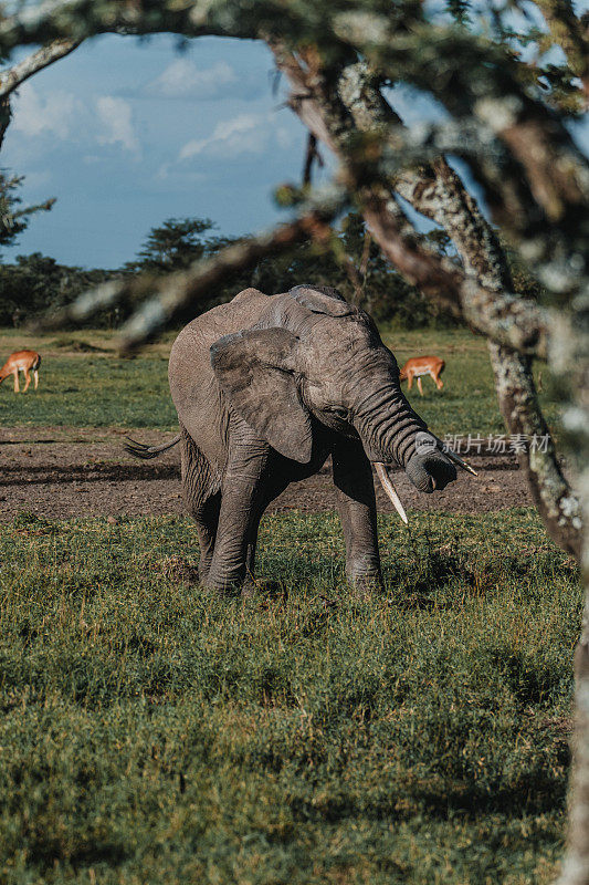 野生非洲象，奥佩杰塔保护区，肯尼亚