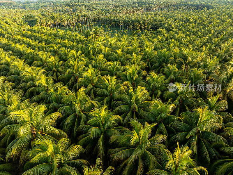椰子树田的俯视图