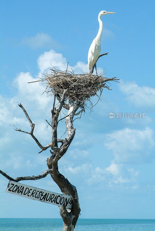 帕加罗斯岛鸟巢上的白纱