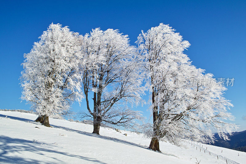 美丽的冬日，蓝天下的白雪皑皑