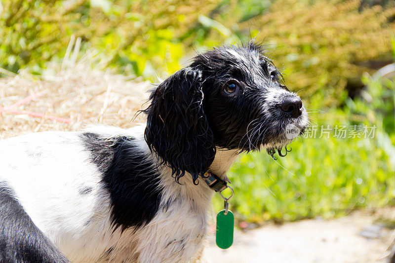 湿猎犬小狗