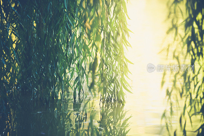 自然背景-藤蔓，光和水
