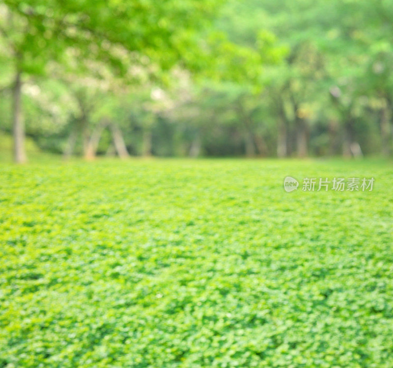 绿春森林散焦抽象背景