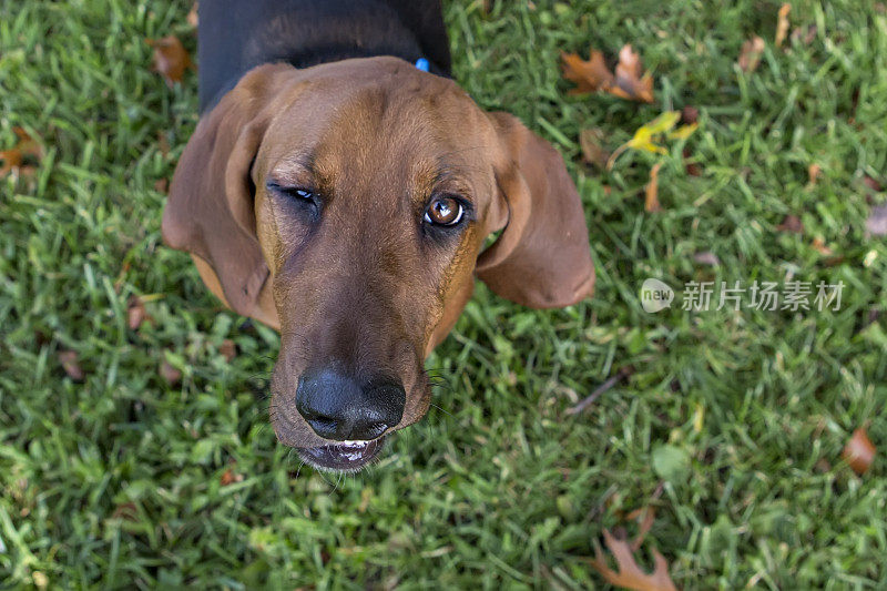 巴塞特猎犬